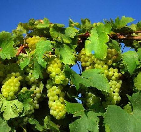 Winnica "Zabi Raj" Skarszewy Ngoại thất bức ảnh